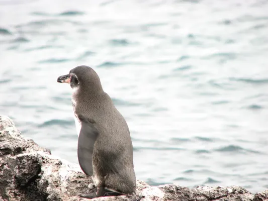 File:Galapagos penguin (Spheniscus mendiculus) -side and back.jpg