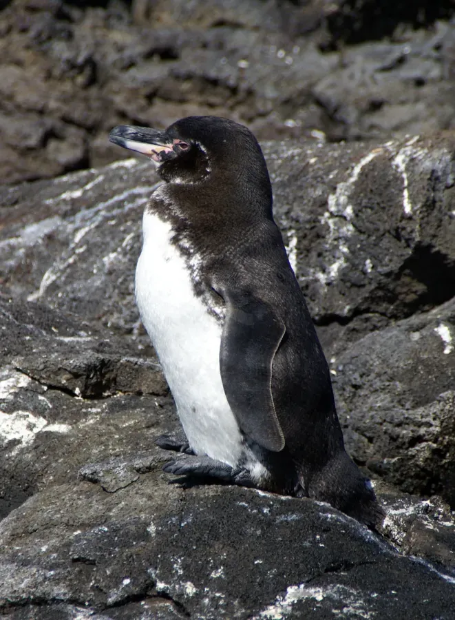 File:Galapagos penguin (Spheniscus mendiculus).jpg