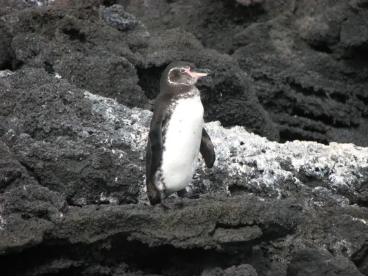 File:Galápagos Penguin (Spheniscus mendiculus) -standing on rock.jpg