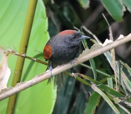 File:Synallaxis brachyura - Slaty spinetail.jpg