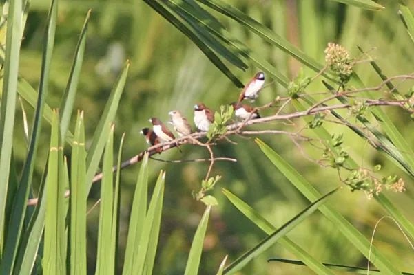 File:Five-coloured Munia (Lonchura quinticolor) (8074121105).jpg