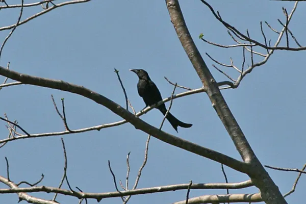 File:Wallacean Drongo (Dicrurus densus) (8074119894).jpg