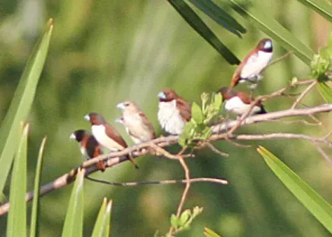 File:Five-coloured Munia (Lonchura quinticolor) (8074121105) (cropped).jpg