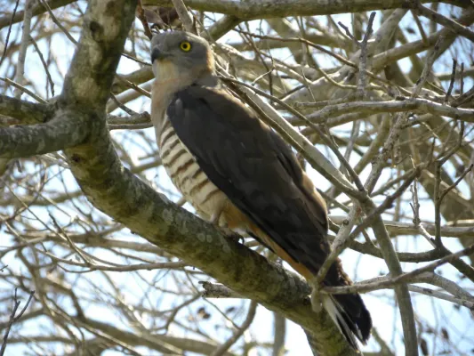 File:Pacific Baza (Aviceda subcristata) 2.JPG