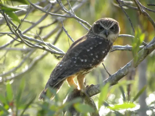 File:Southern Boobook (Ninox boobook) 02.jpg