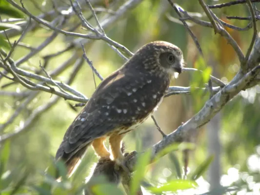 File:Southern Boobook (Ninox boobook) 01.jpg