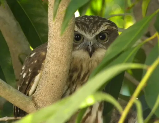 File:Southern Boobook (Ninox boobook) 03.jpg