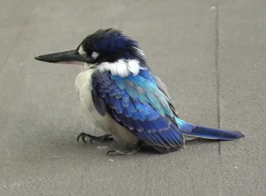 File:Forest Kingfisher (todiramphus macleayii).JPG