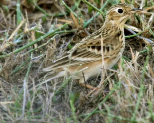 File:Anthus spragueii, Harlingen, Texas 1.jpg