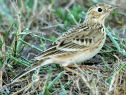 File:Anthus spragueii, Harlingen, Texas 2.jpg