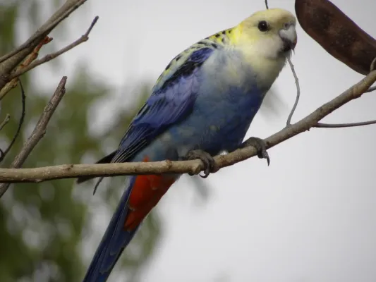 File:Pale-headed Rosella (Platycercus adscitus) 03.jpg