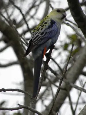 File:Pale-headed Rosella (Platycercus adscitus) 04.jpg