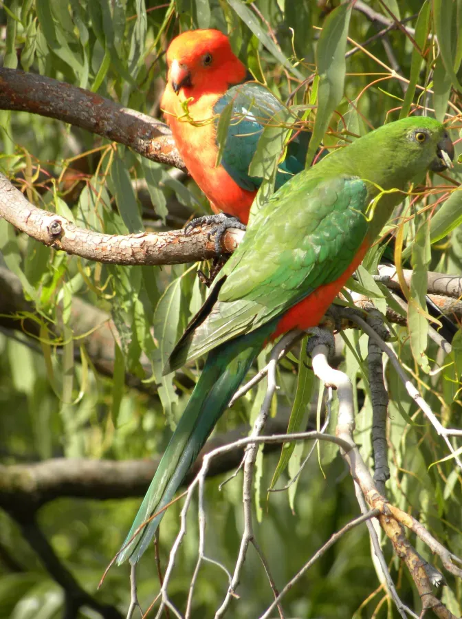File:Australian King Parrot - Pair (Alisterus scapularis) 01.jpg