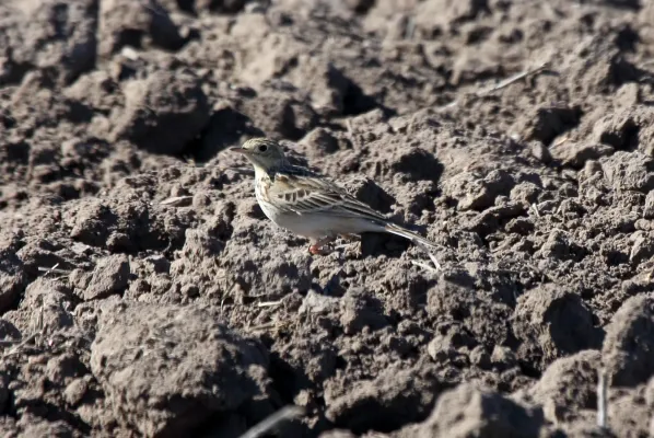 File:Anthus spragueii, Sherony 1.jpg