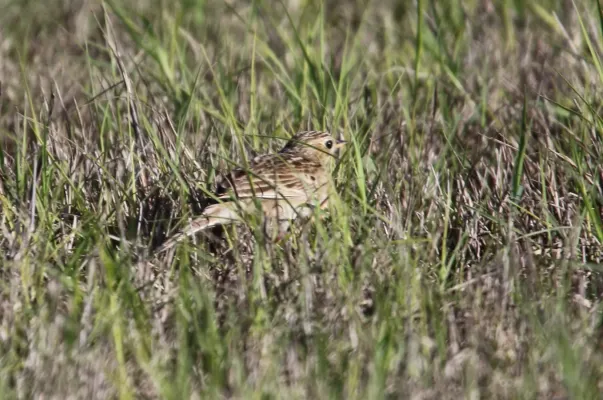 File:Anthus spragueii, Sherony 2.jpg