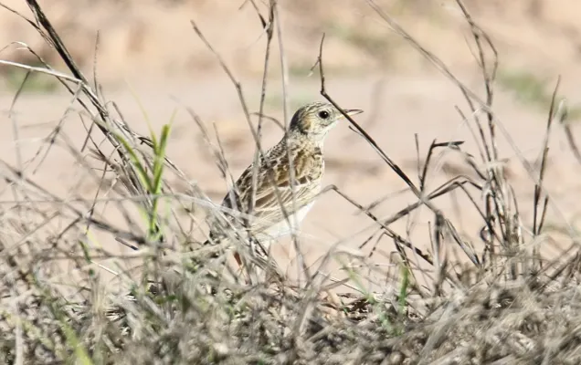 File:Anthus spragueii, Sherony 4.jpg