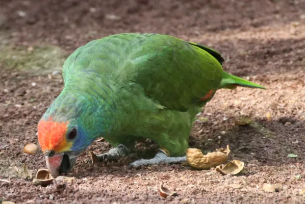 File:Amazona rhodocorytha red-browed amazon LoroParque IMG 5211.JPG