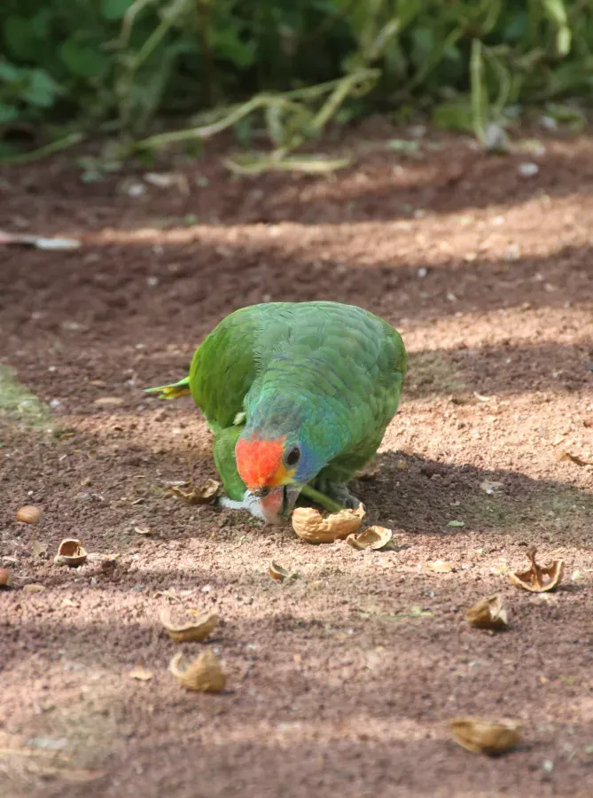 File:Amazona rhodocorytha red-browed amazon LoroParque IMG 5208.JPG