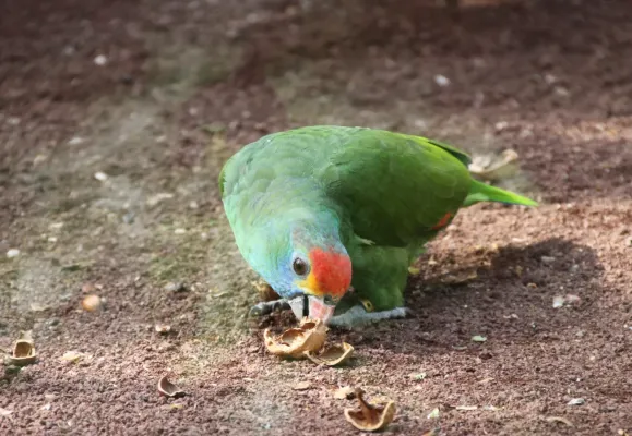 File:Amazona rhodocorytha red-browed amazon LoroParque IMG 5199.JPG