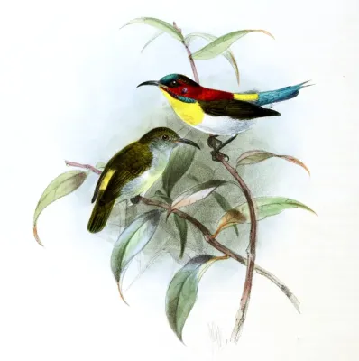 File:Aethopyga bella Keulemans.jpg