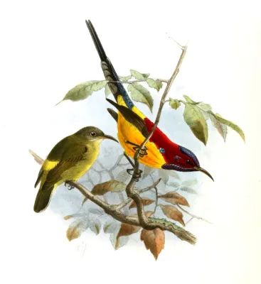 File:Aethopyga gouldiae Keulemans.jpg