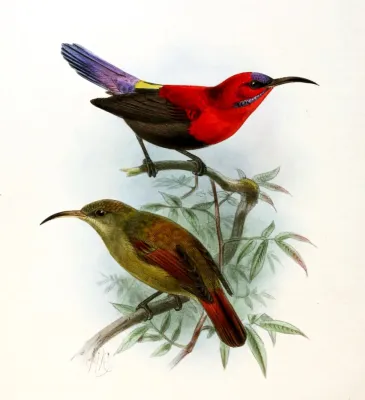 File:Aethopyga magnifica Keulemans.jpg