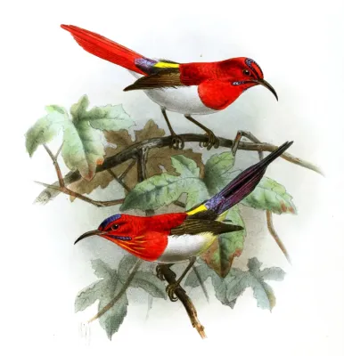 File:Aethopyga mystacalis & Aethopyga temminckii, Keulemans.jpg