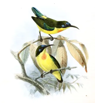 File:Aethopyga pulcherrima Keulemans.jpg