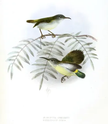File:Aethopyga shelleyi- Eudrepanis dubia Keulemans.jpg