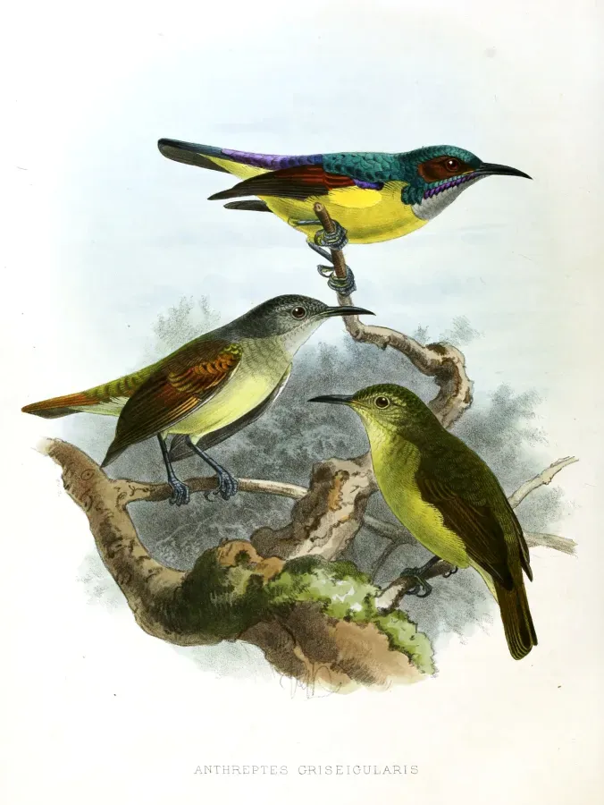 File:Anthreptes griseigularis Keulemans.jpg