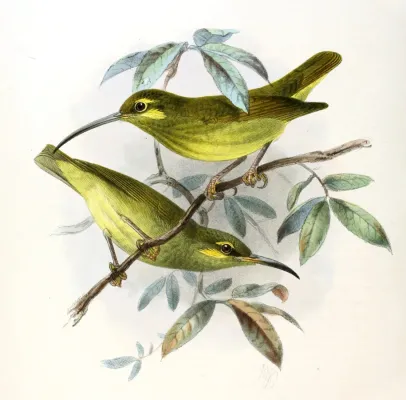 File:Arachnothera chrysogenys Keulemans.jpg