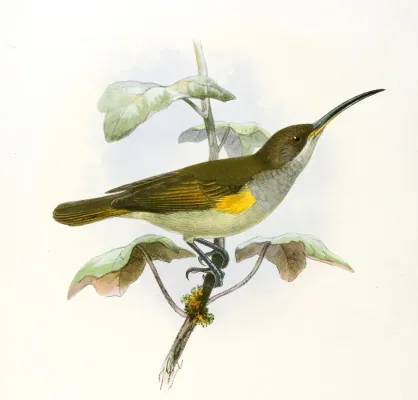 File:Arachnothera dilutior Keulemans.jpg