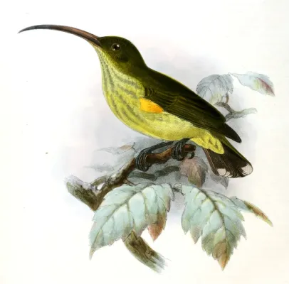 File:Arachnothera robusta Keulemans.jpg