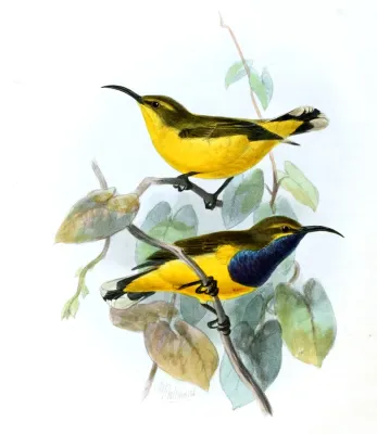 File:Cinnyris jugularis frenatus Keulemans.jpg