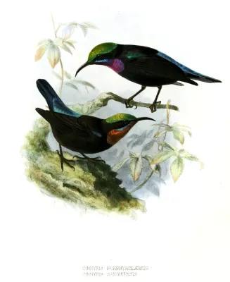 File:Leptocoma sericea porphyrolaema sangirensis Keulemans.jpg