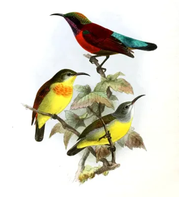 File:Leptocoma sperata Keulemans.jpg