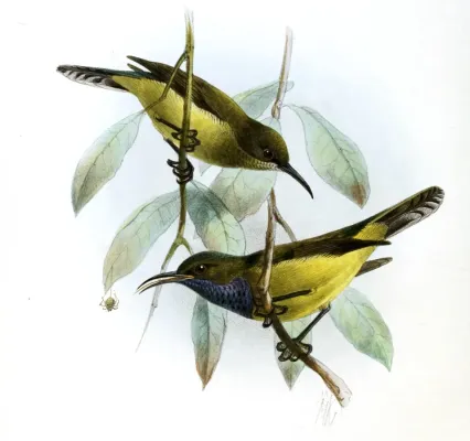 File:Anabathmis hartlaubii Keulemans.jpg