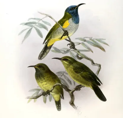 File:Anabathmis reichenbachii Keulemans.jpg