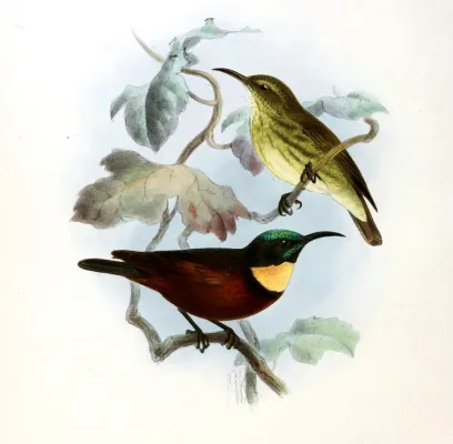 File:Chalcomitra adelberti Keulemans.jpg