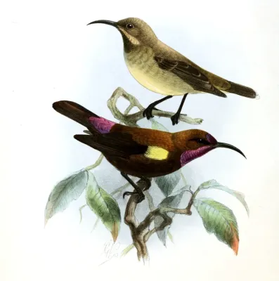 File:Chalcomitra fuliginosa Keulemans.jpg