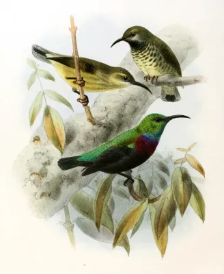 File:Cinnyris bifasciatus Keulemans.jpg