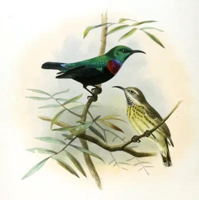 File:Cinnyris bifasciatus microrhynchus Keulemans.jpg