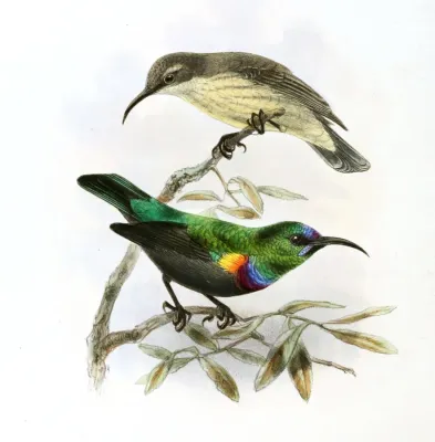 File:Cinnyris bouvieri Keulemans.jpg