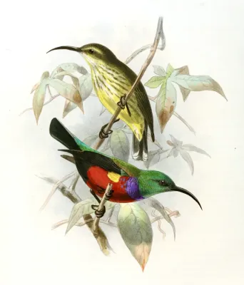File:Cinnyris johannae Keulemans.jpg