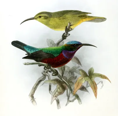 File:Cinnyris superbus Keulemans.jpg