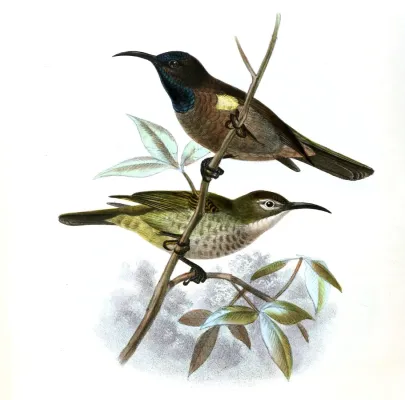 File:Cyanomitra cyanolaema Keulemans.jpg