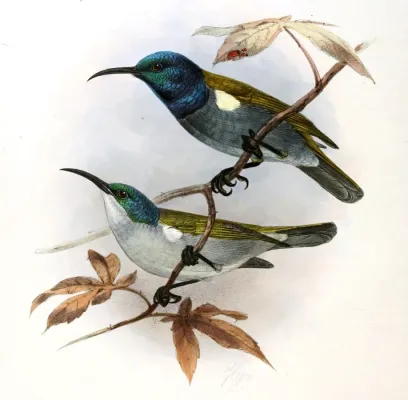 File:Cyanomitra verticalis Keulemans.jpg