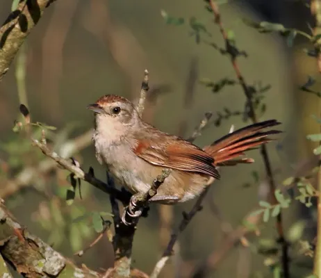File:Phacellodomus sibilatrix - Little thornbird.JPG