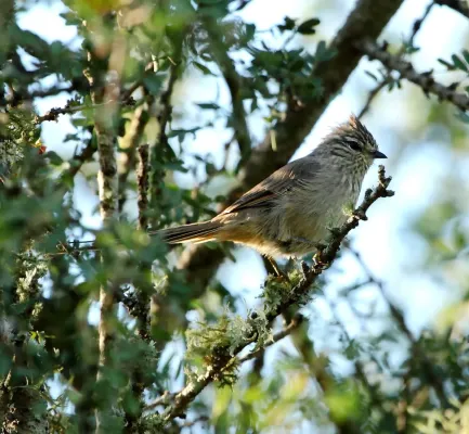 File:Leptasthenura platensis - Tufted tit-spinetail.JPG