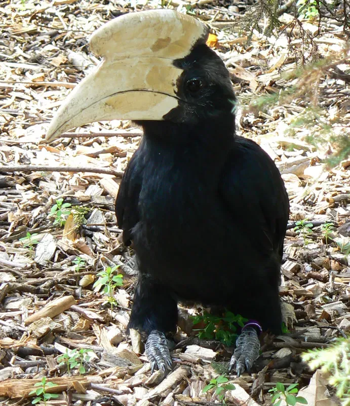 File:Malayan black hornbill (Anthracoceros malayanus) -London Zoo.jpg